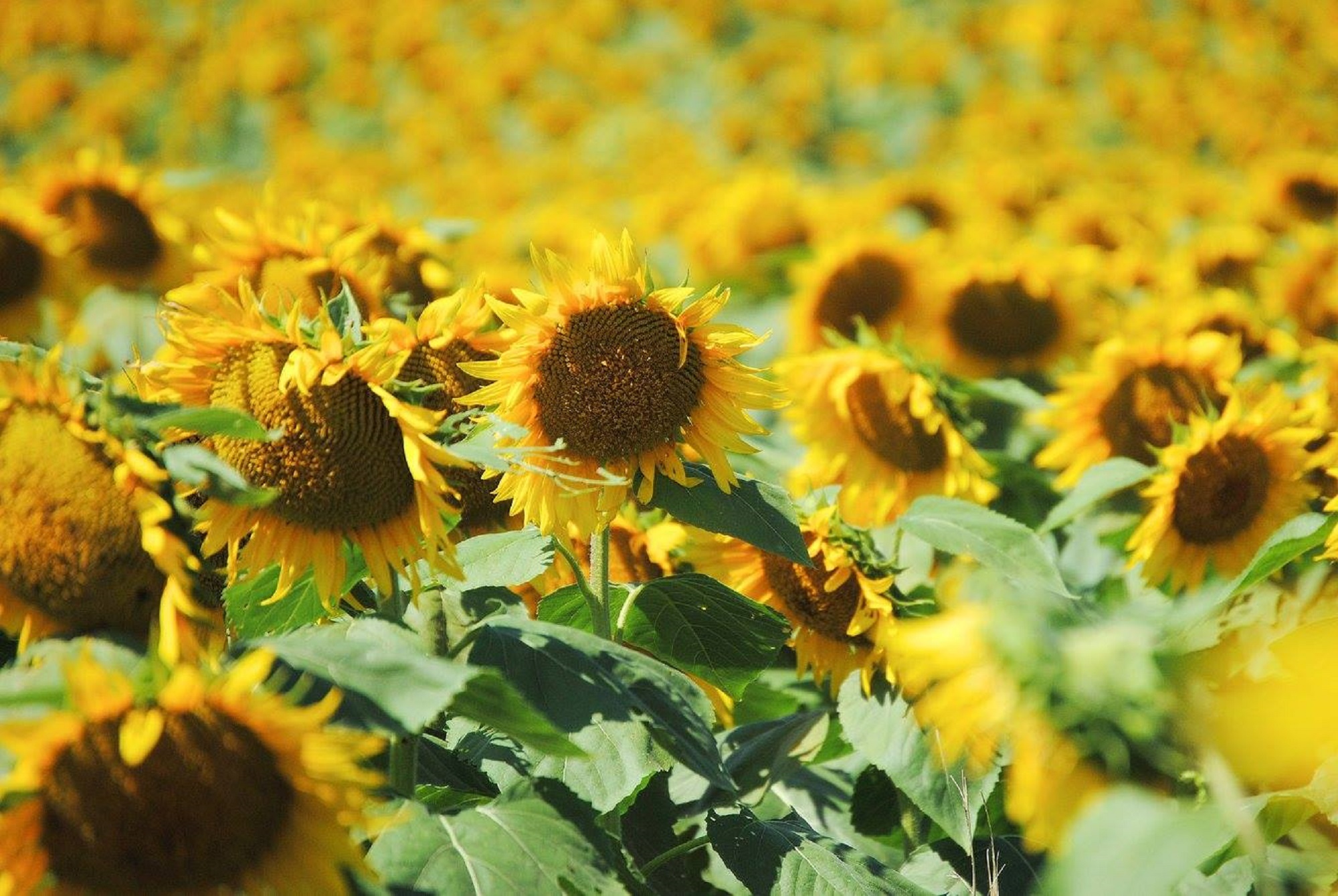 Kansas Made in the Shade Dealer
